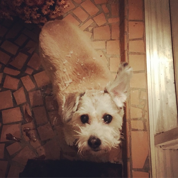 Meet your Posher, Eli - Picture 4 of 6